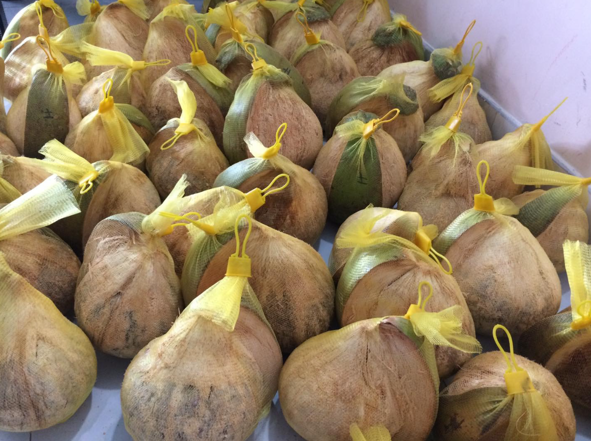 Dừa sáp Bến Tre Travico